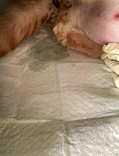 猫咪临产前有什么征兆