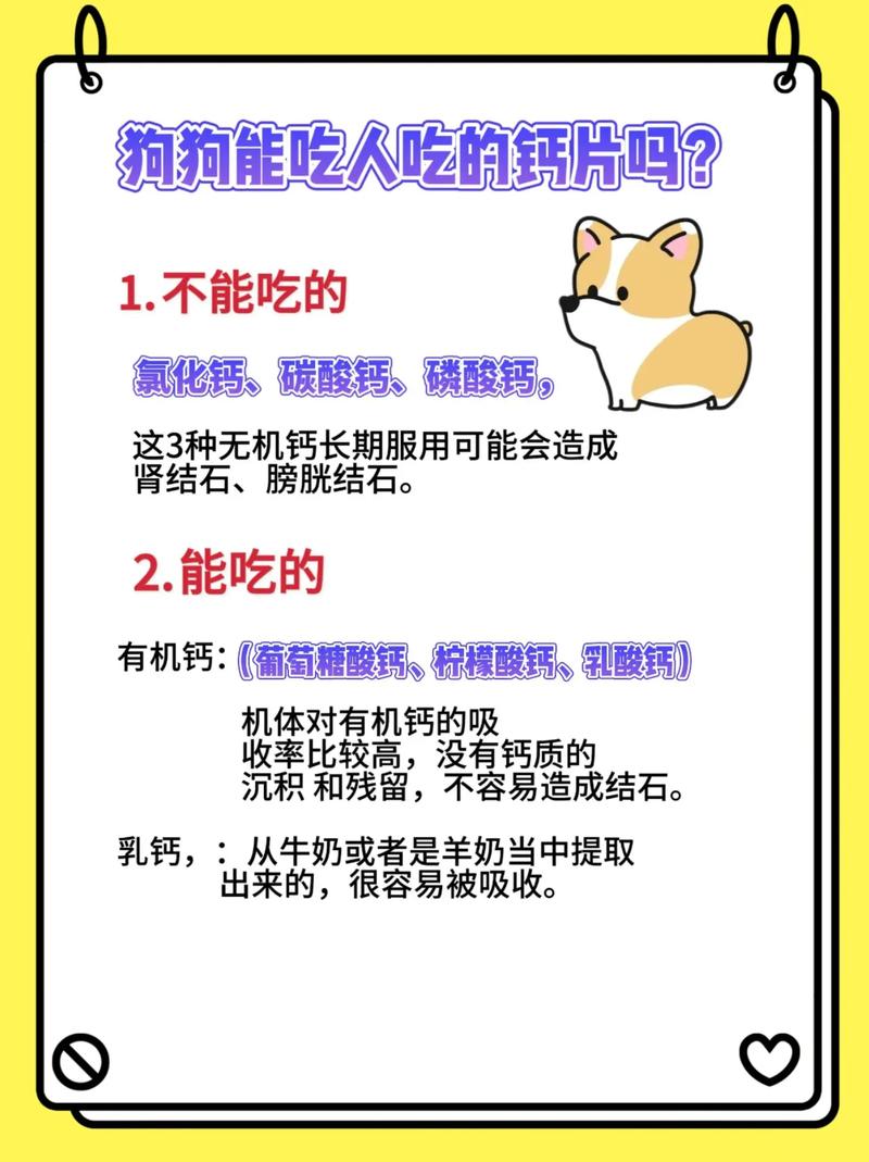 人吃的钙片狗能吃吗?怎么给狗狗补钙比较好?