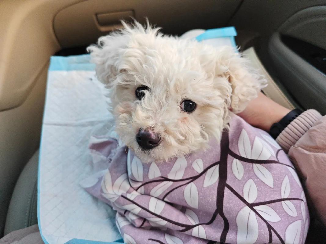 比熊狗狗会不会晕车