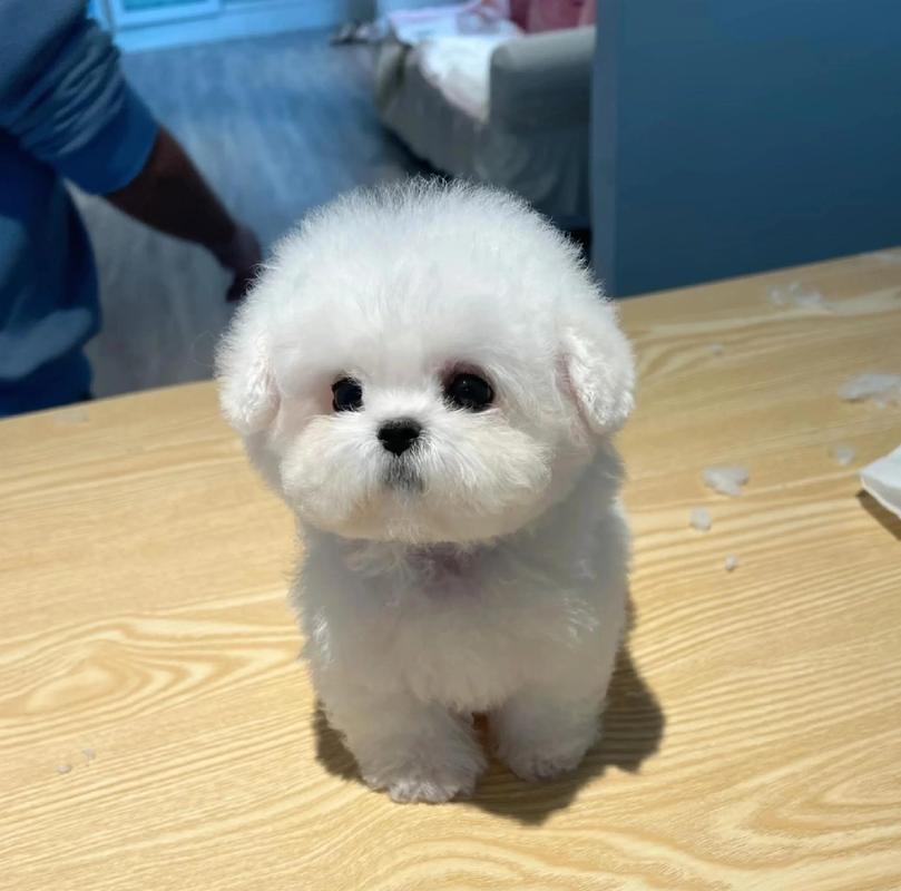 狗狗坐了一天的车回来就开始上吐下泻是否晕车导致的?