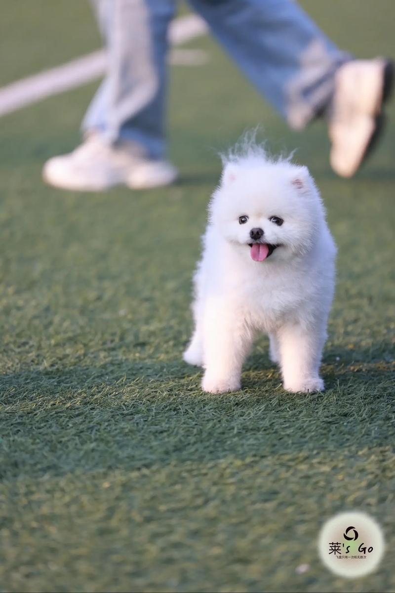 想带我家狗狗出去旅游,博美很容易晕车吗?