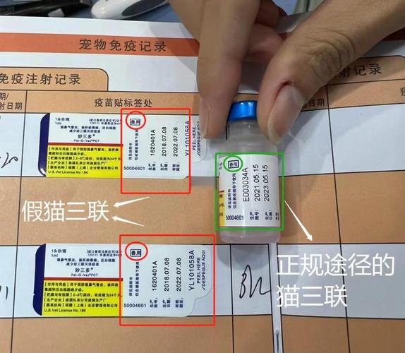 猫咪打疫苗超全攻略|新手养猫