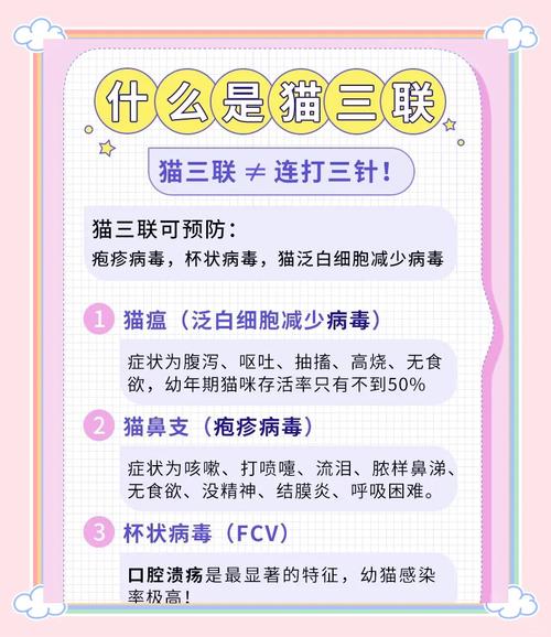 第一次养猫咪,需要注意哪些事项?!