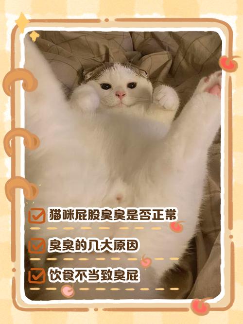 我家猫突然屁股就总是臭臭的...怎么发现的呢?就是它一转身...那个味道...