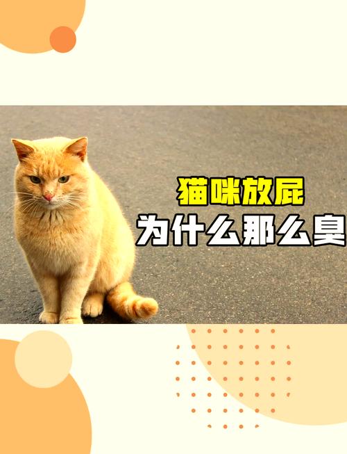猫咪屁股臭臭的是为什么