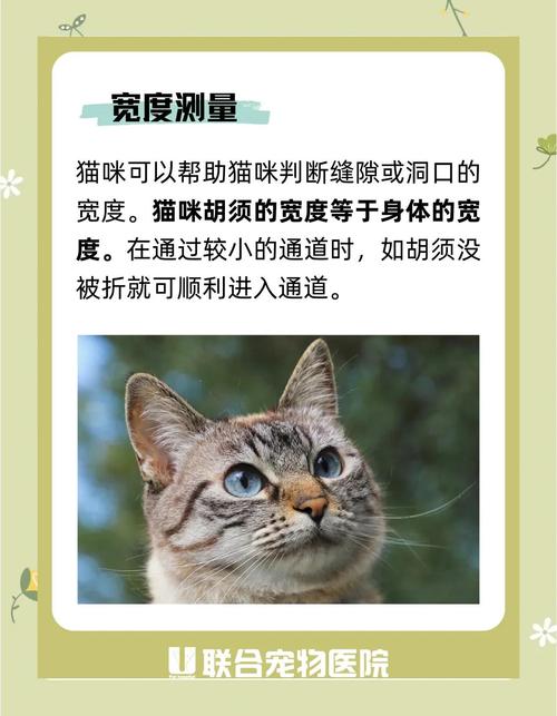 猫咪掉胡须