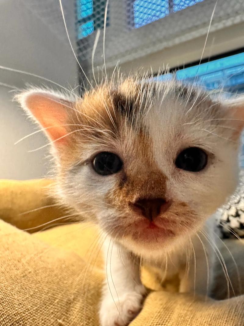 1岁猫咪掉胡子怎么回事