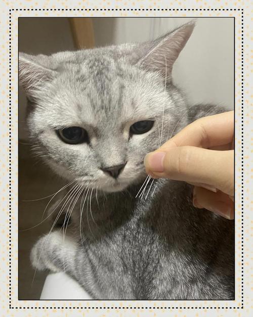 要是猫咪的胡子掉了会有啥说法呢