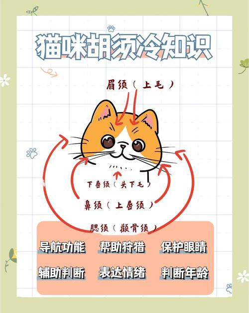 猫咪最近爱掉胡子怎么回事