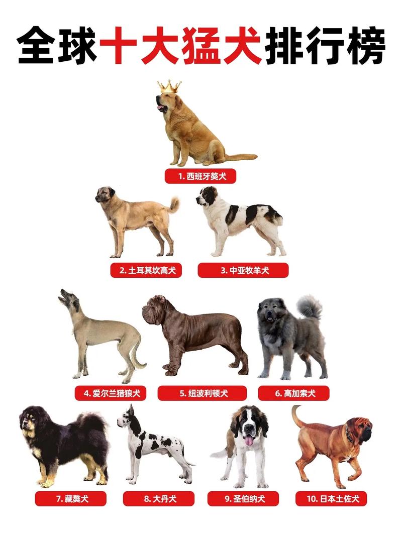 世界前十忠犬名单排名榜,第一名实至名归