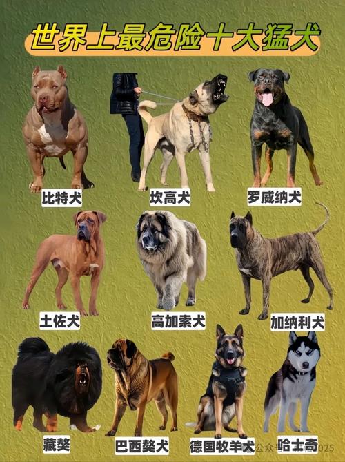 世界上比较受欢迎的前十狗狗排名榜