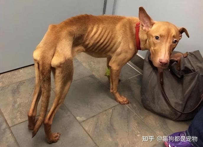 狗狗需要补充微量元素的症状!