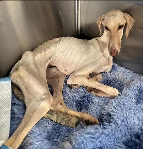 狗狗消瘦的原因及解决方法