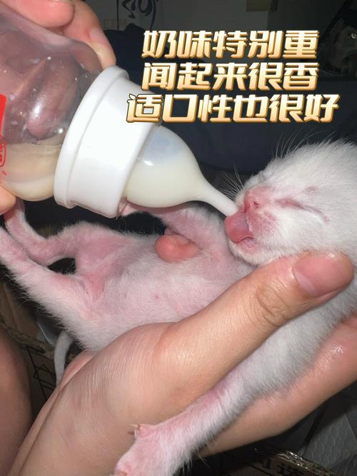 猫一个月能喝羊奶吗!?