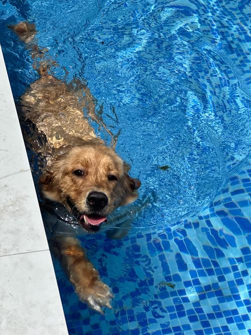 狗狗可以游泳嘛为什么