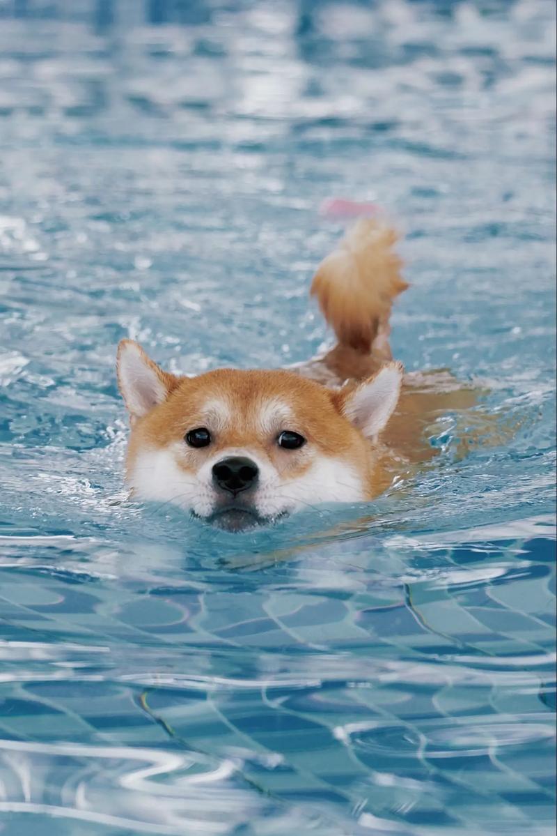 去海里游泳对狗有什么好处