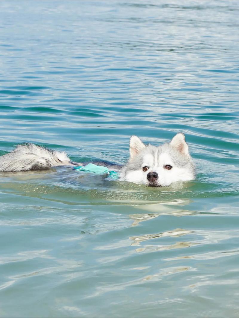 狗狗可以游泳吗