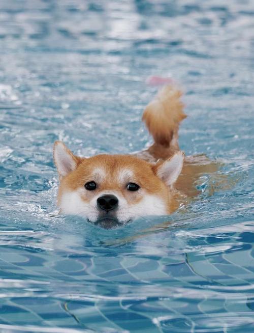 去海里游泳对狗有什么好处。?