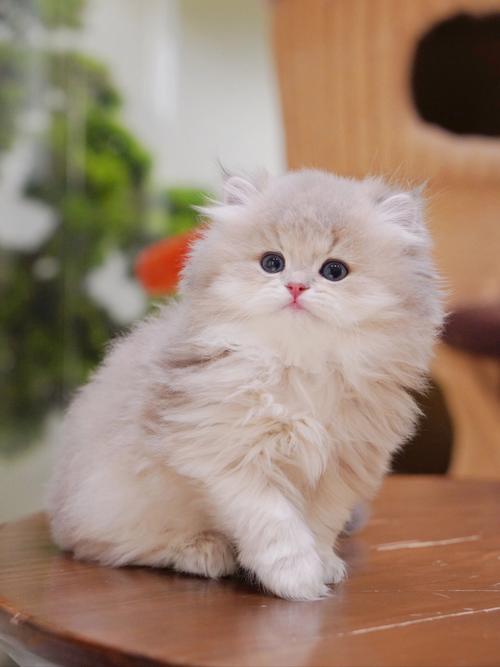 世界上最可爱的猫咪是哪一种猫?