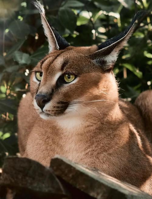 世界上最可爱的猫是哪只