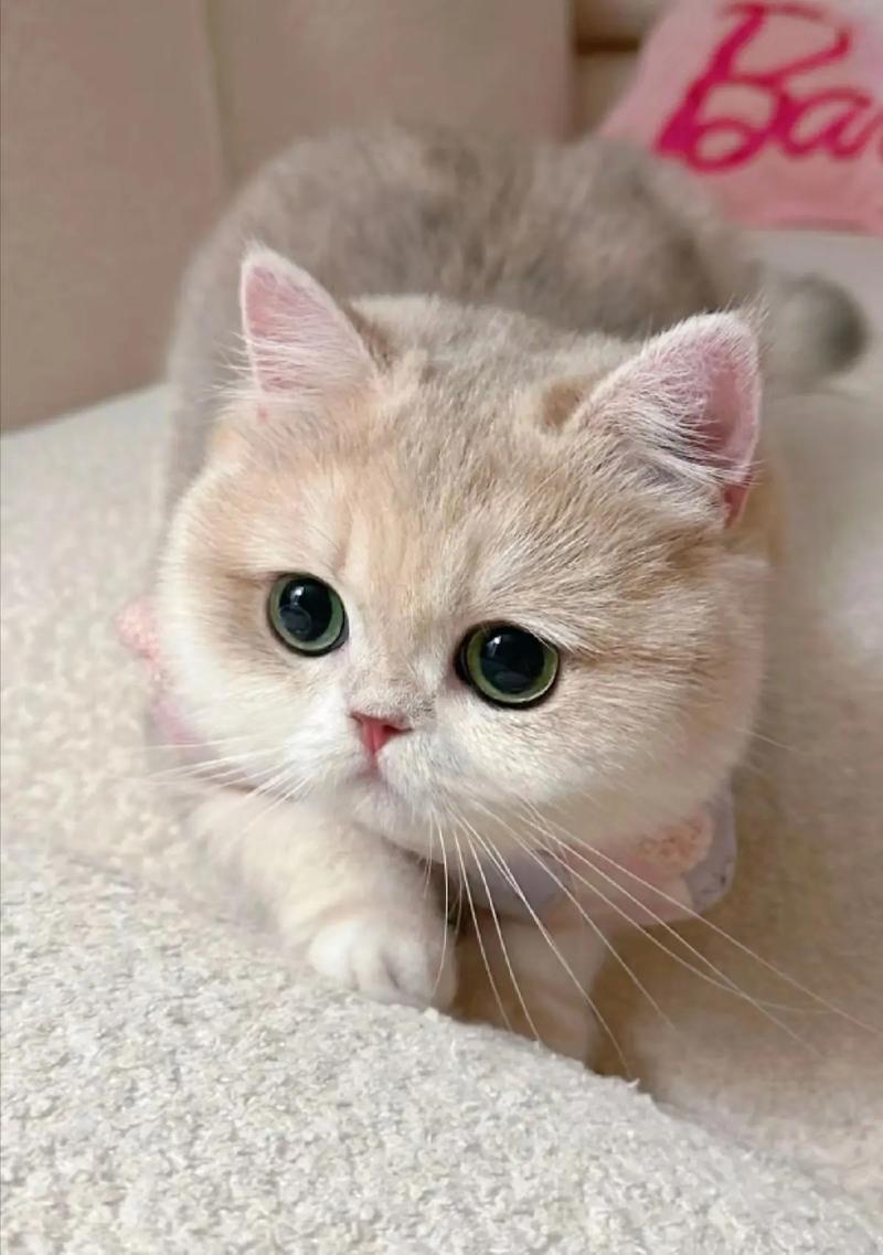 世界上最可爱的3种猫咪,布偶猫榜上有名,让人忍不住想养!