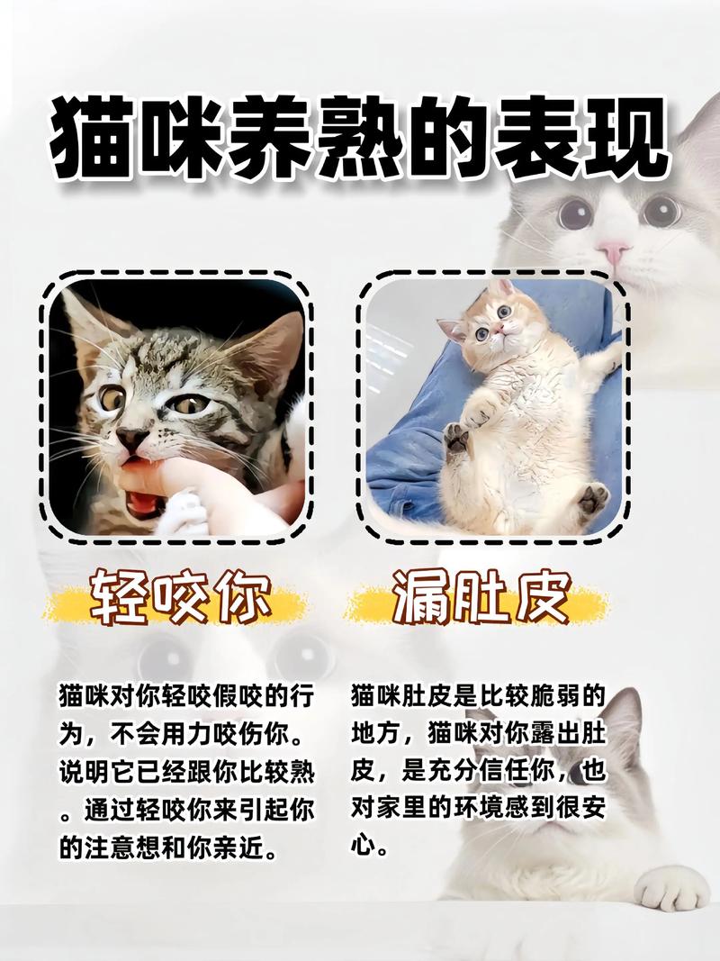 猫养不熟总躲还继续养吗?