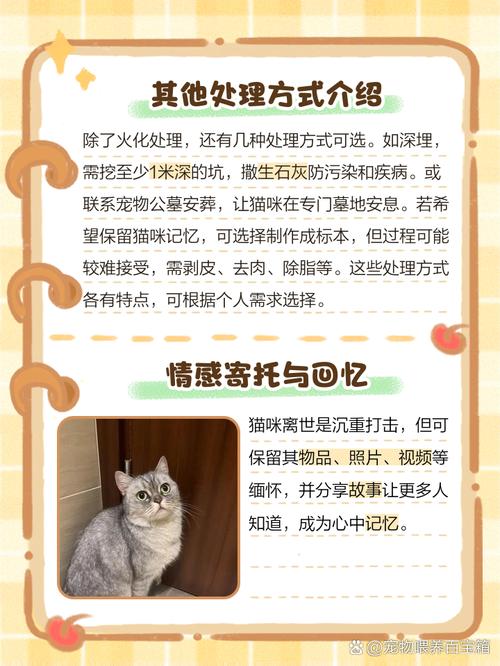 猫咪一直养不熟特别想把猫扔掉怎么办?