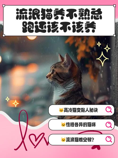 猫被暴打后养不熟了怎么办