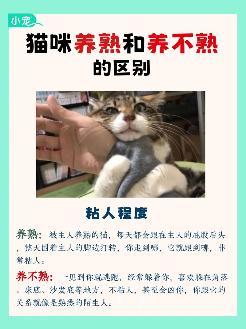 宠物猫养不熟怎么办呢?