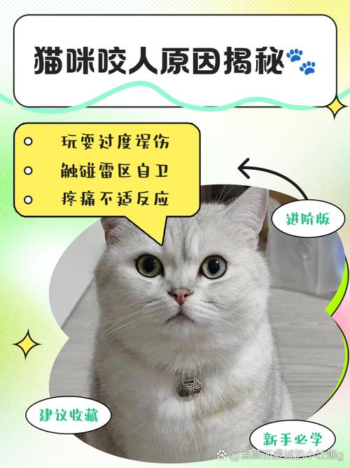 养了两年左右的猫,感觉养不熟怎么办?