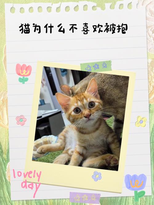 为什么猫咪不喜欢被抱