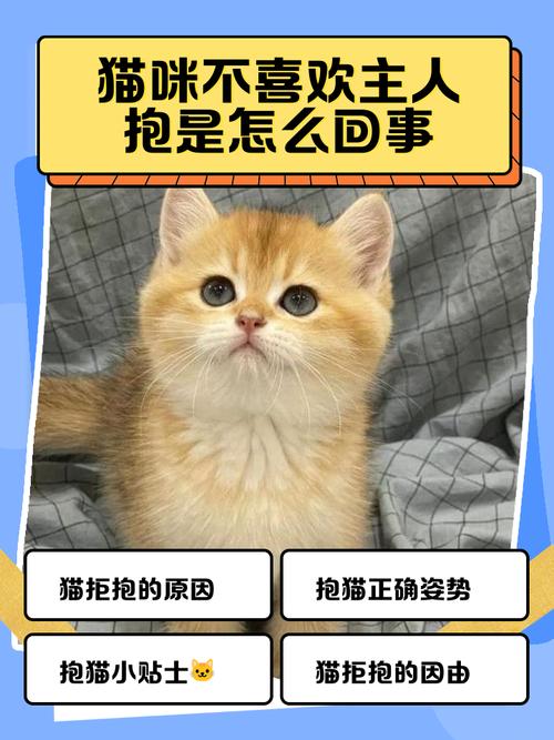 为什么猫咪不喜欢被人抱
