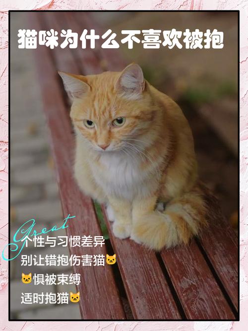 猫咪为什么不喜欢我抱着它睡觉