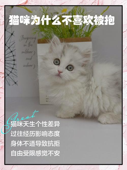 为什么猫不喜欢让人抱