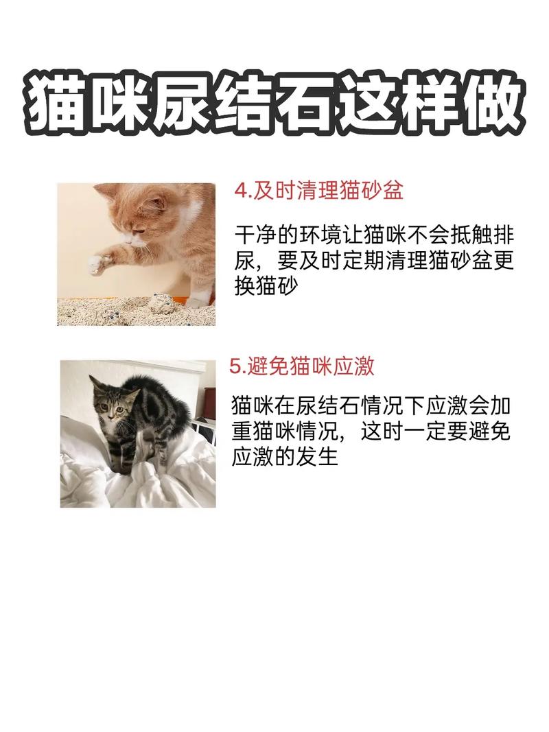 猫咪尿结石怎么办?治疗和预防猫咪尿结石的经验分享!