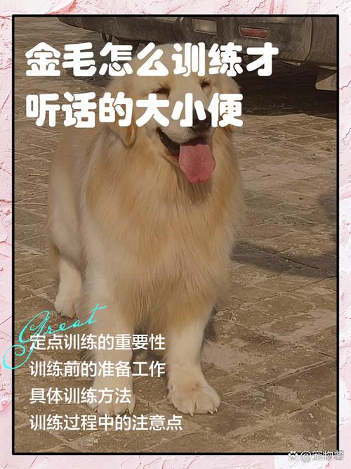 金毛的训练方法