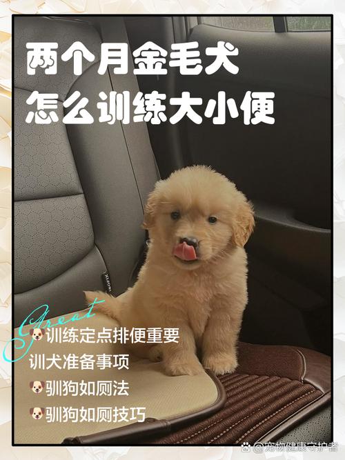 2月的金毛怎么训练?