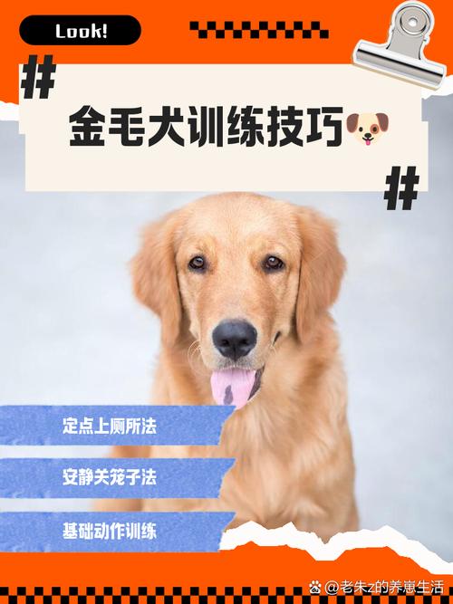 怎样训练金毛狗狗听话:训练金毛难不难?有什么技巧吗?