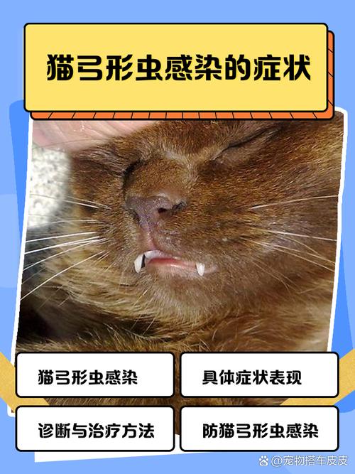 猫感染弓形虫的症状有哪些?