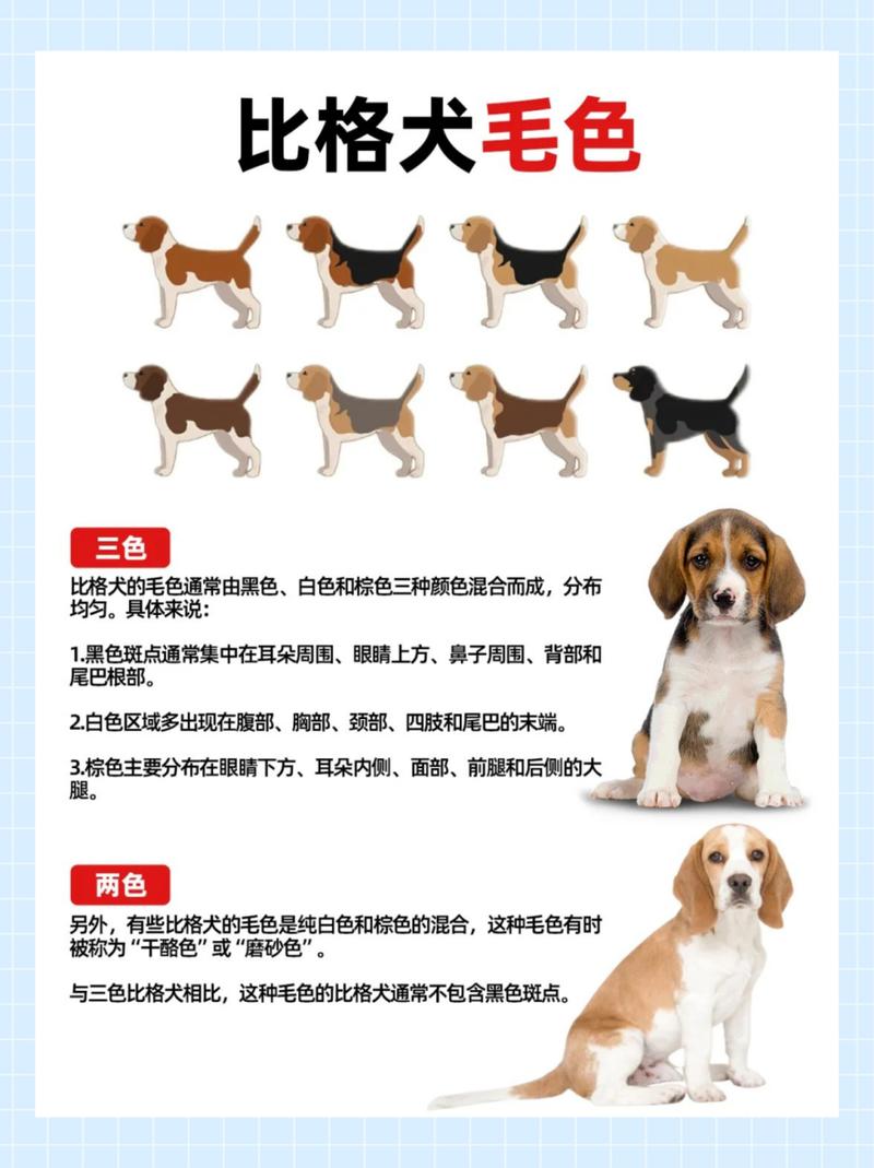 比格犬的优缺点及性格