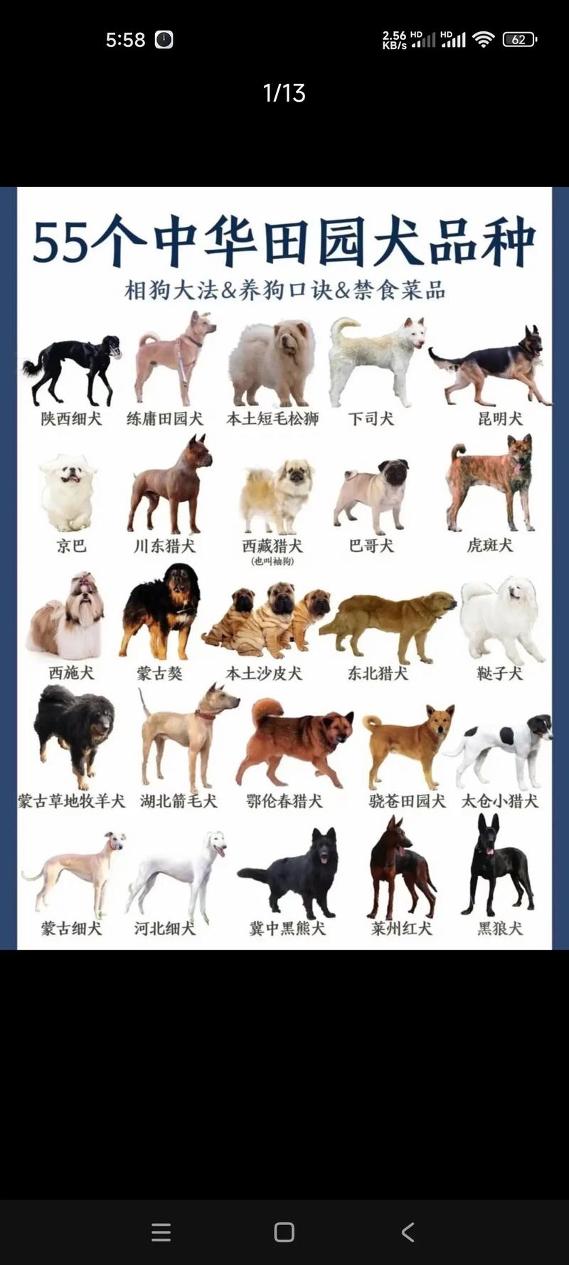 大狗的品种有什么?