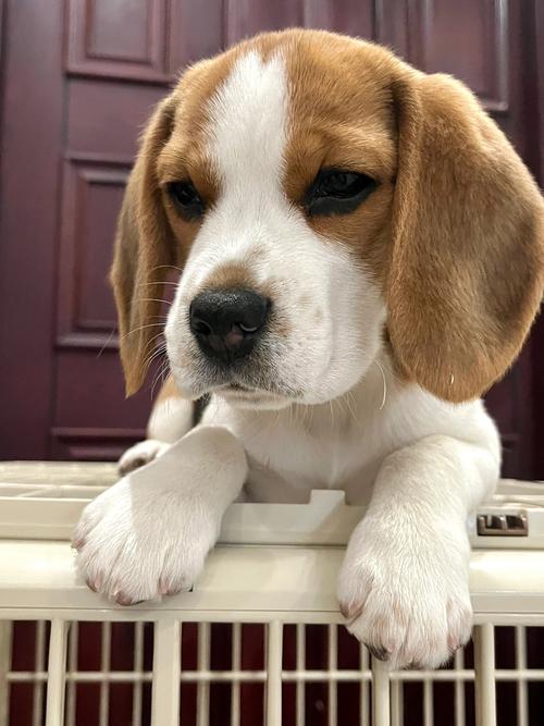 世界上什么品种狗最大