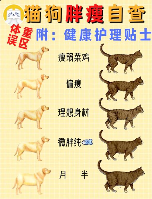 猫咪瘦了好多怎么回事