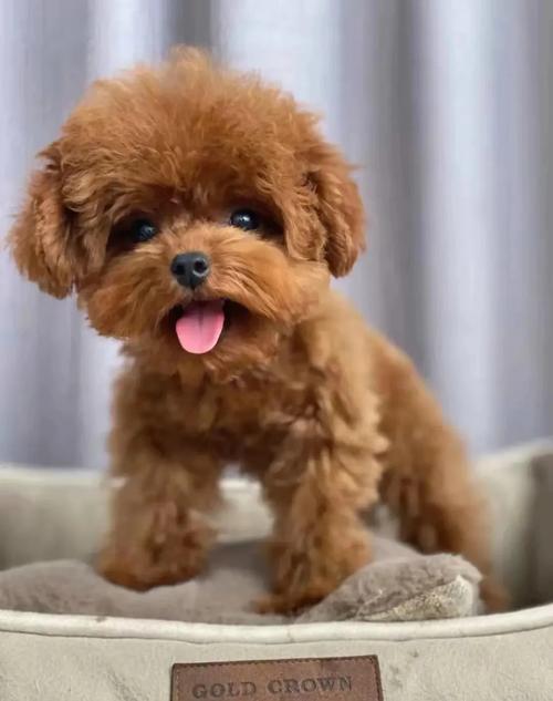 两个月大的泰迪喝什么水?