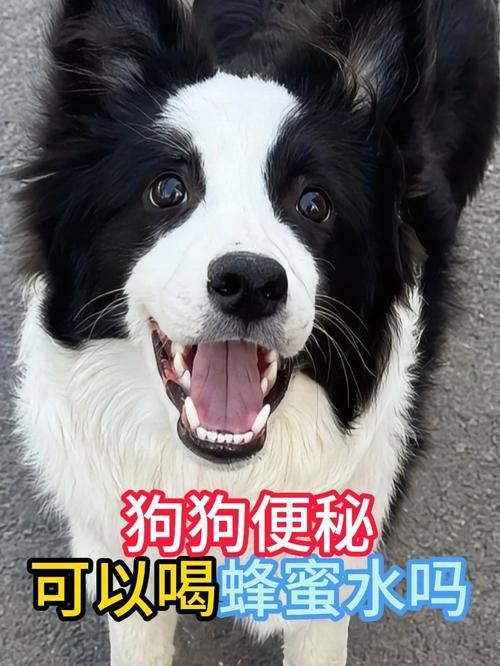 狗狗便秘可以喝蜂蜜水吗