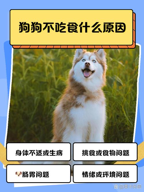 狗只吃肉不吃饭那是为什么