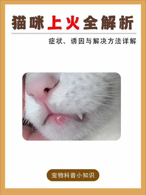 猫咪上火怎么办,猫咪上火有哪些症状?