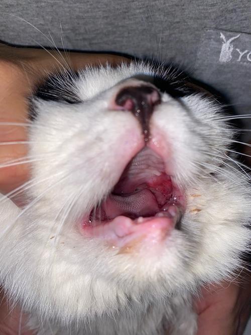 猫咪上火的症状有哪些表现