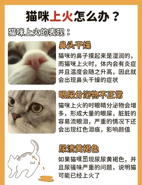 猫咪有哪些表现证明上火了?