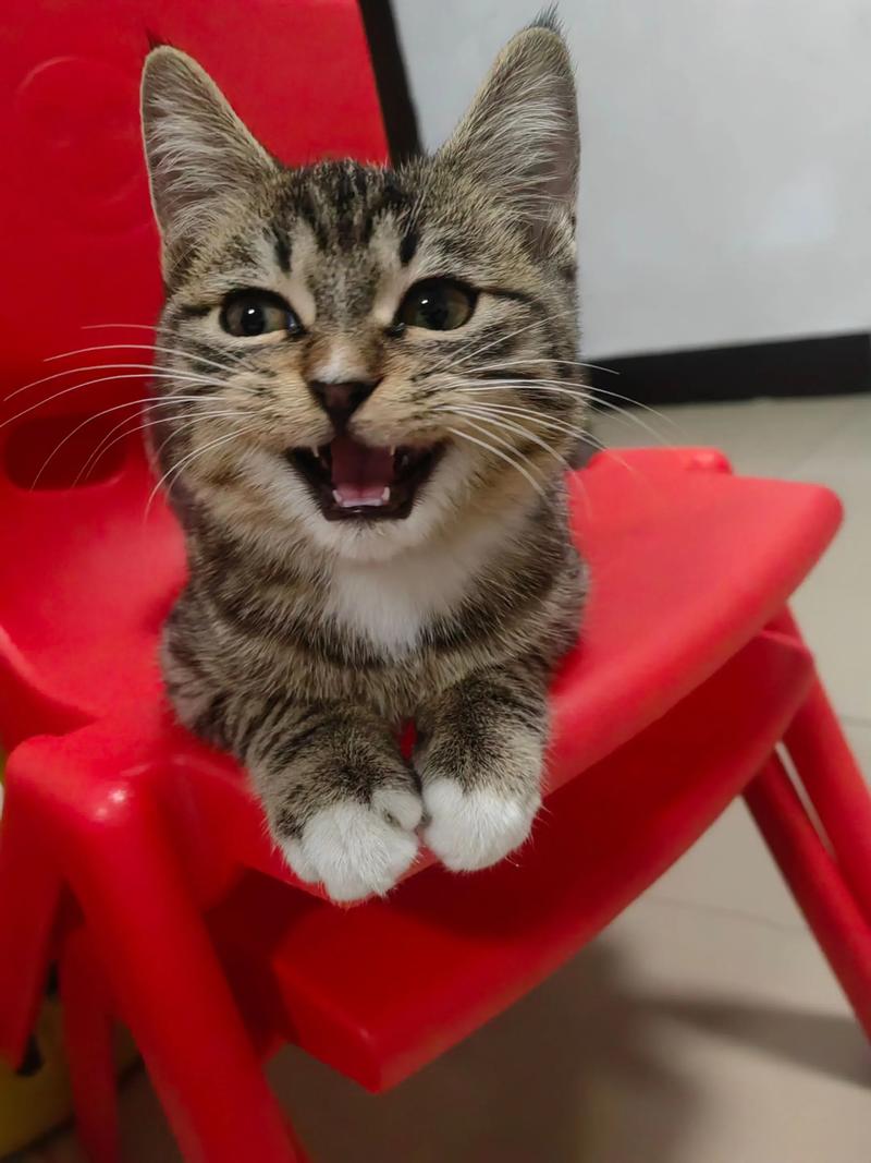 狸花猫几个月就不长个了?